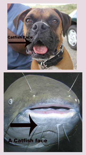 catfish.jpg